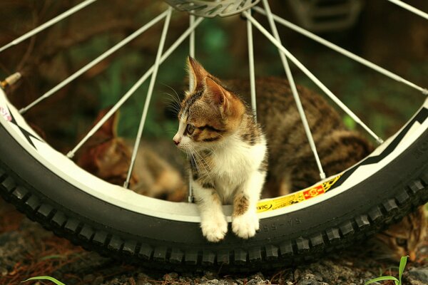 Gattino sui raggi delle ruote rivolto verso