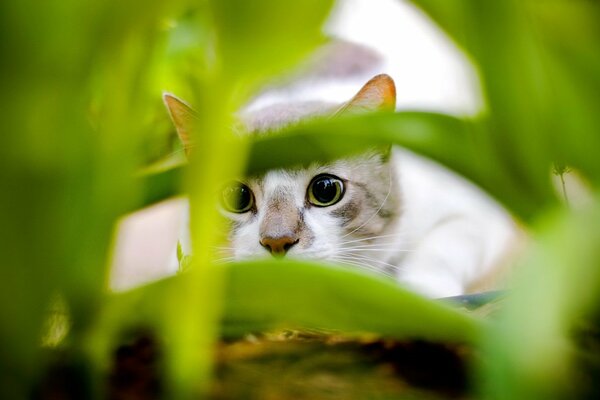 Regarder de plus près le chat sur la proie