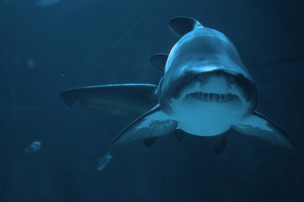 Requin dans les vastes étendues de l océan