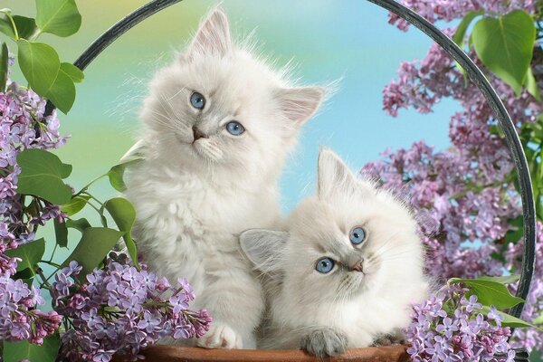 Two fluffy kittens on a background of flowers