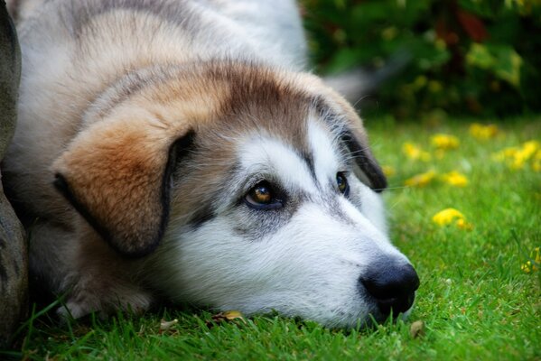 Die faszinierenden Augen eines Huskys, der auf dem Rasen liegt