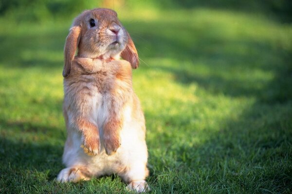 Rousse lapin surpris de voir un homme qui marche