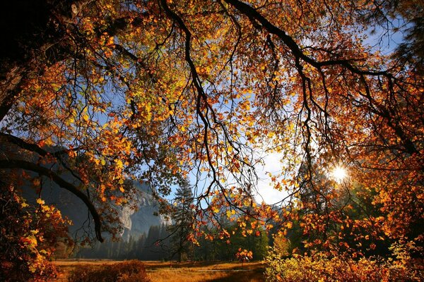 El sol a través de las ramas de otoño que descienden
