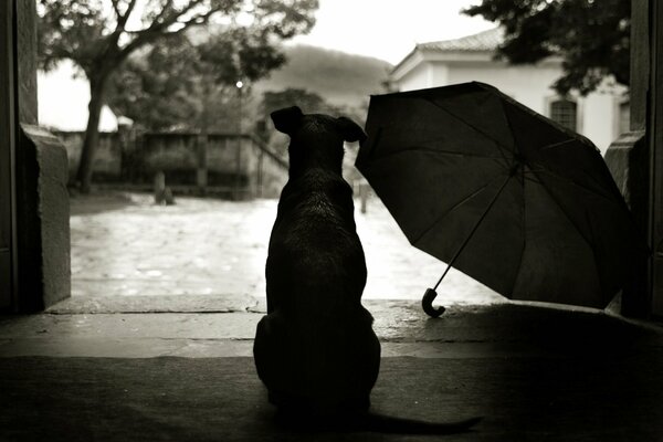 Un perro amable se sienta y Mira la lluvia, y al lado hay un paraguas