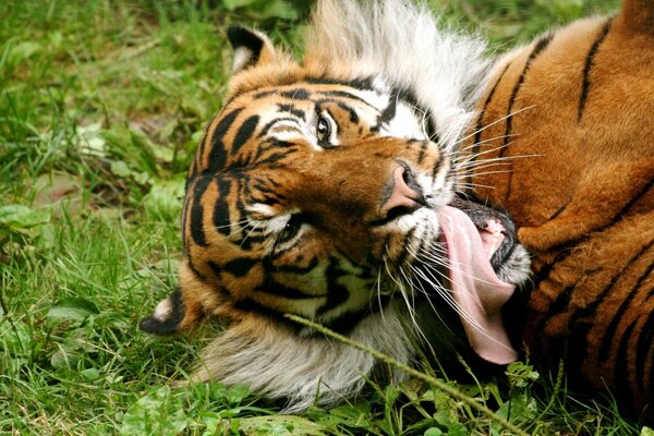 The red tiger is lying on the grass and stuck out his tongue.