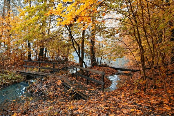 Belleza de otoño. Anhelo y expectativa de algo hermoso