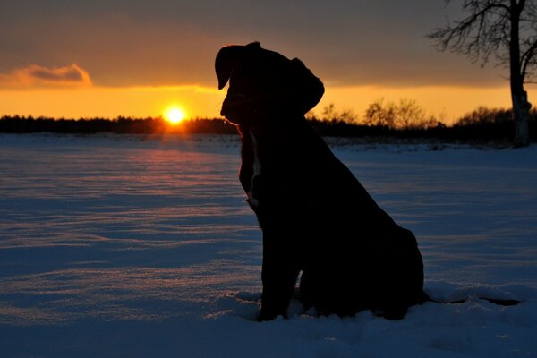 The puppy looks beyond the departing winter sun