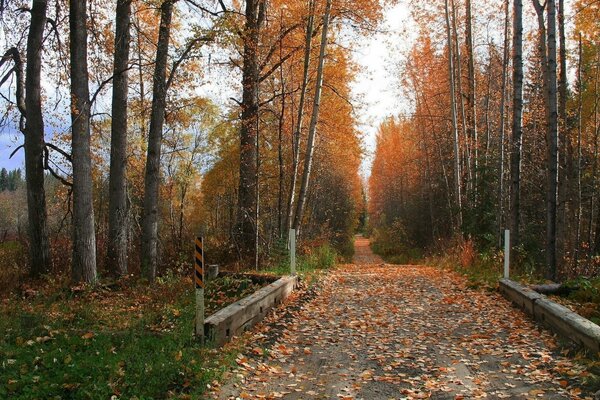 Eine mit Blättern bedeckte Straße im Herbstwald