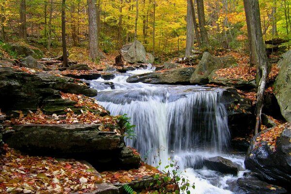 Cascada de montaña a la sombra del bosque de otoño