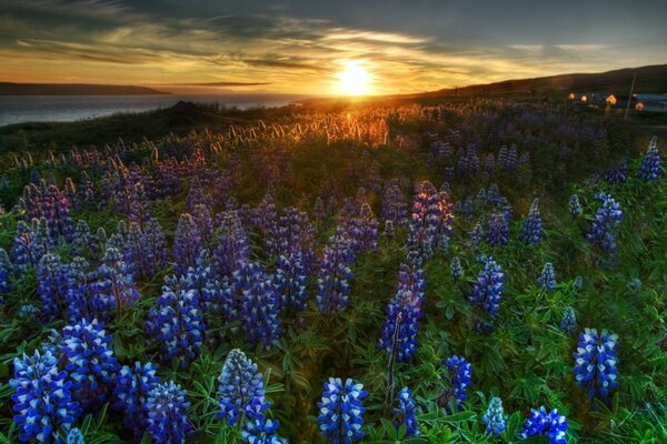 D énormes fleurs sauvages bleues font leurs adieux au soleil couchant