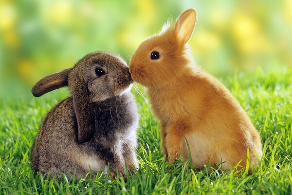 Rabbits kids one gray one yellow kissing in nature