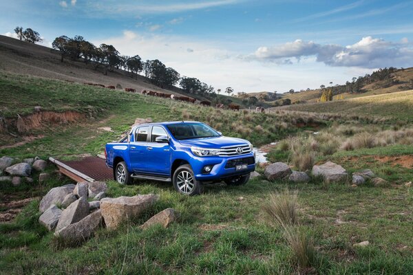 Blauer Toyota-Pickup fährt auf grünem Gras