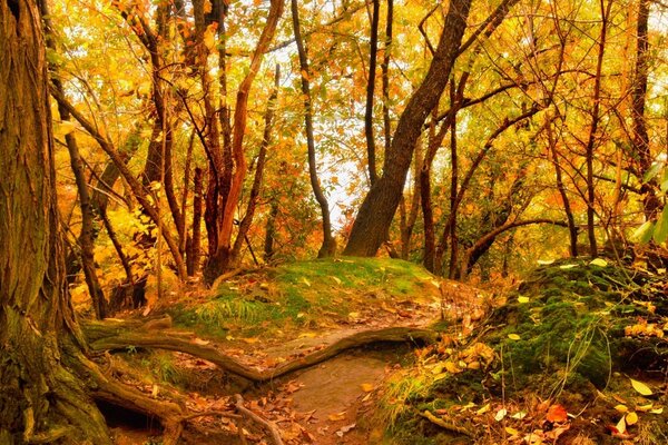 Laubfall aus vergilbtem Laub im Wald