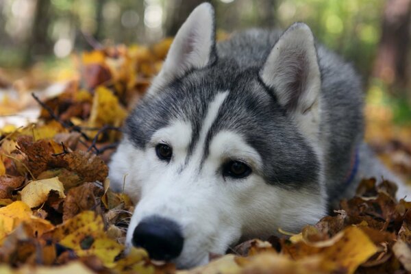 Adorable cara Husky en otoño