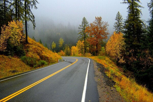 The road along the forest with yellow foliage