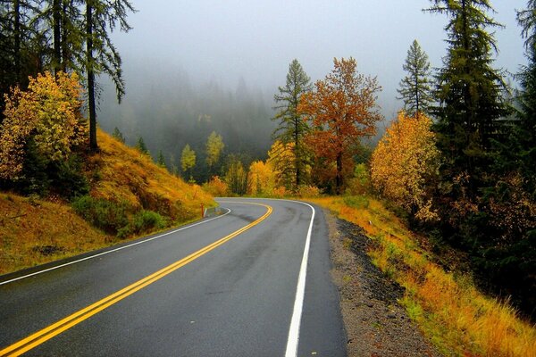 Strada lungo la foresta con fogliame giallo
