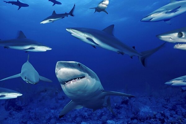 Błękitne morze roi się od przerażających rekinów