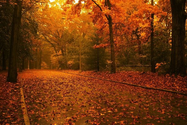 A road drowning in autumn leaves