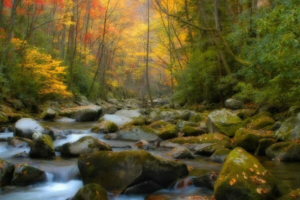 Der Waldfluss fließt durch die Steine