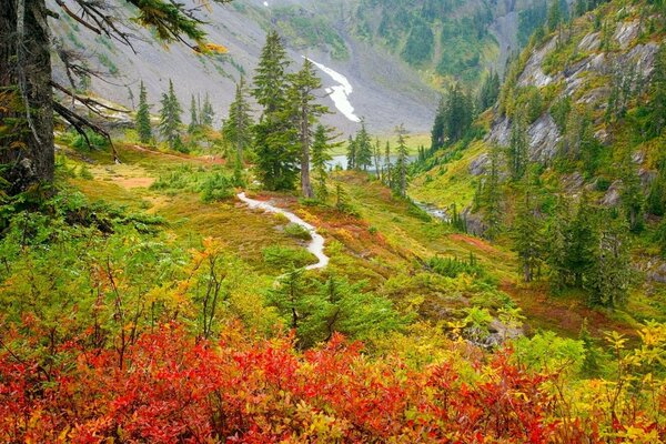 A narrow path in the forest in autumn