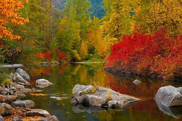 Alle Farben des Herbstes am Fluss