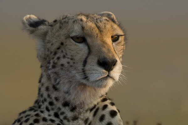 Guépard avec des yeux intelligents regarde au loin