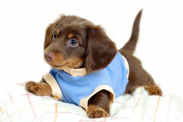 Piccolo cucciolo in camicia blu