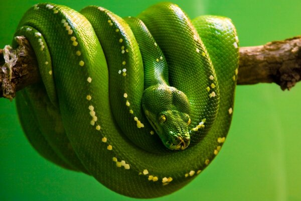 Serpiente en una rama esperando a la víctima