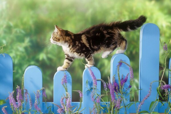 Gatito camina por la valla azul