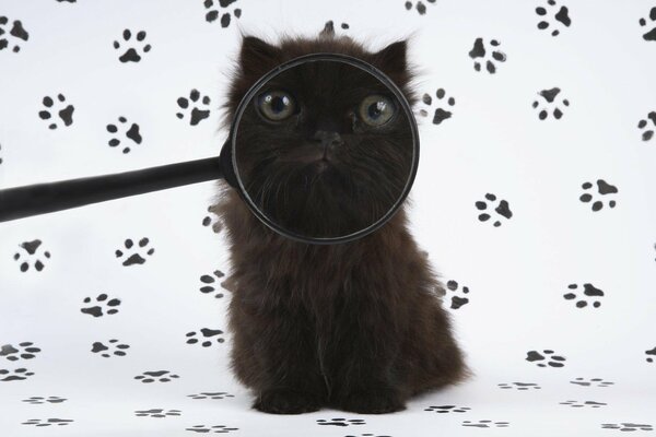 Gatito negro como mirando en una lente sobre un fondo blanco con huellas negras