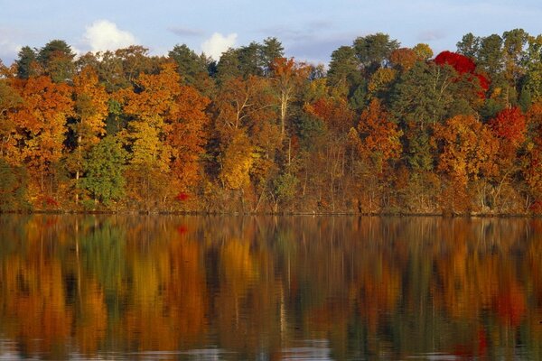 Reflection in the water of a bright autumn forest