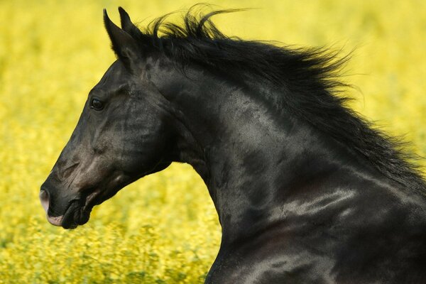 Ein Rabenpferd im Feld