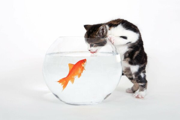 Un gatito bebe de un acuario de peces de colores