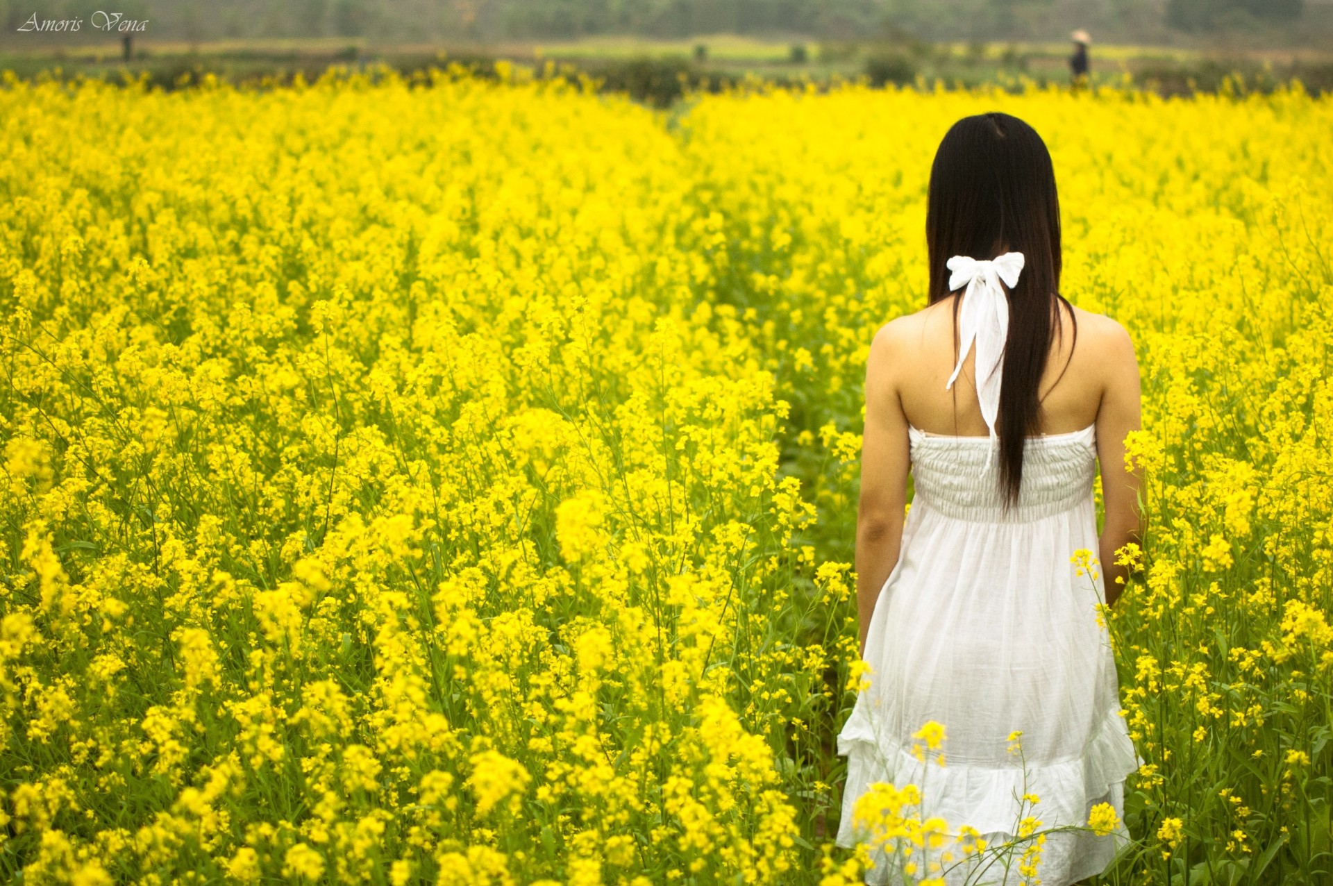 kwiaty pełny ekran panoramiczny żółty tło biały dziewczyna nastrój tapeta ubierać się toskania lato słońce kwiat brunetka pole