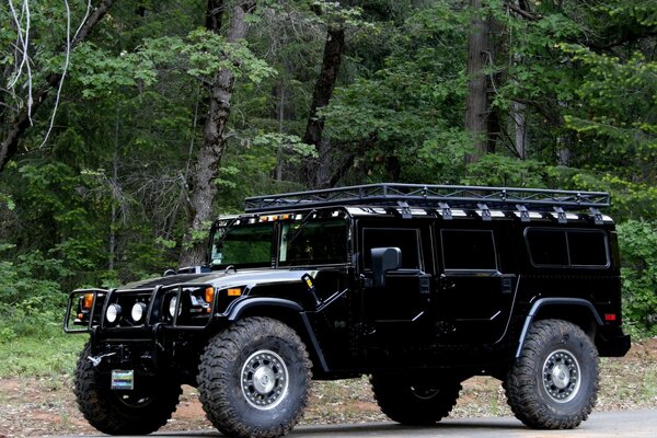 Hummer noir sur fond de forêt