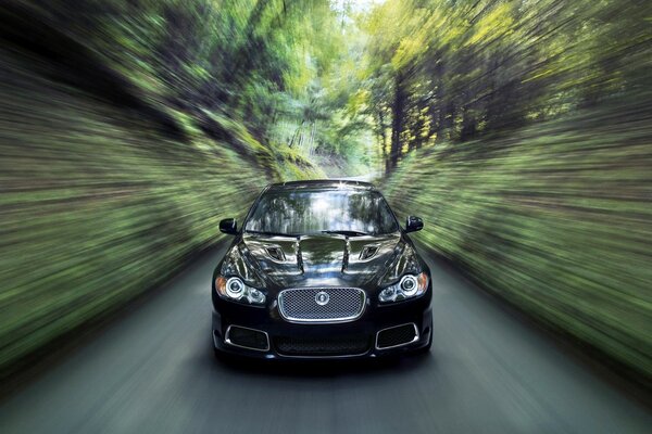 Schwarzer Jaguar im Verkehr auf der Straße im Wald