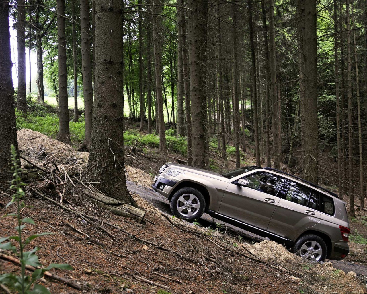 auto suv bosque árboles