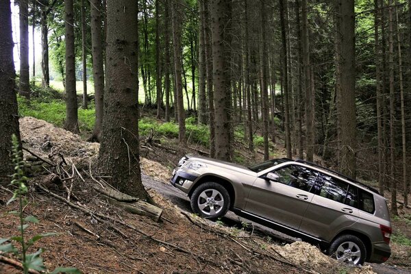 Starker GELÄNDEWAGEN im Wald unter Bäumen