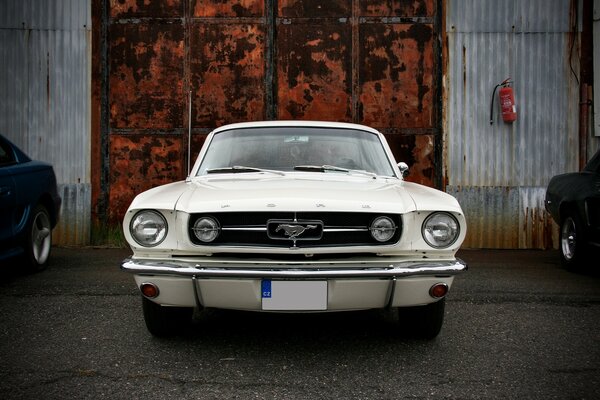 Mustang bianco contro un cancello arrugginito