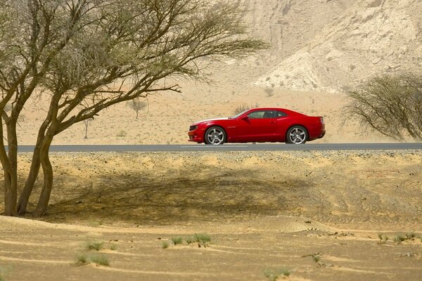 Red car in the desert next to a tree