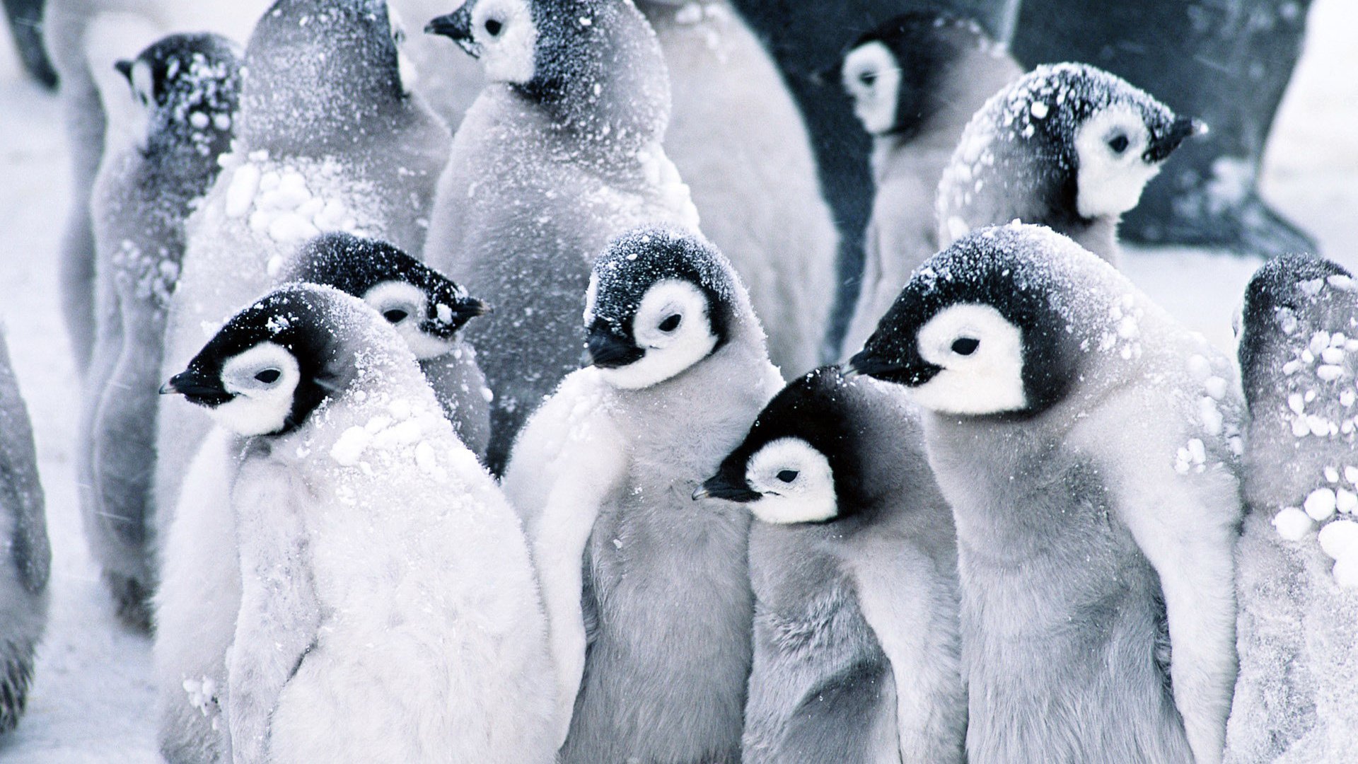 kids penguins snow fluffy coats black and white