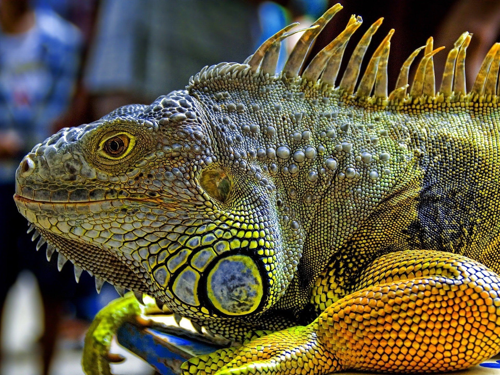 cool body iguana yellow beast eye