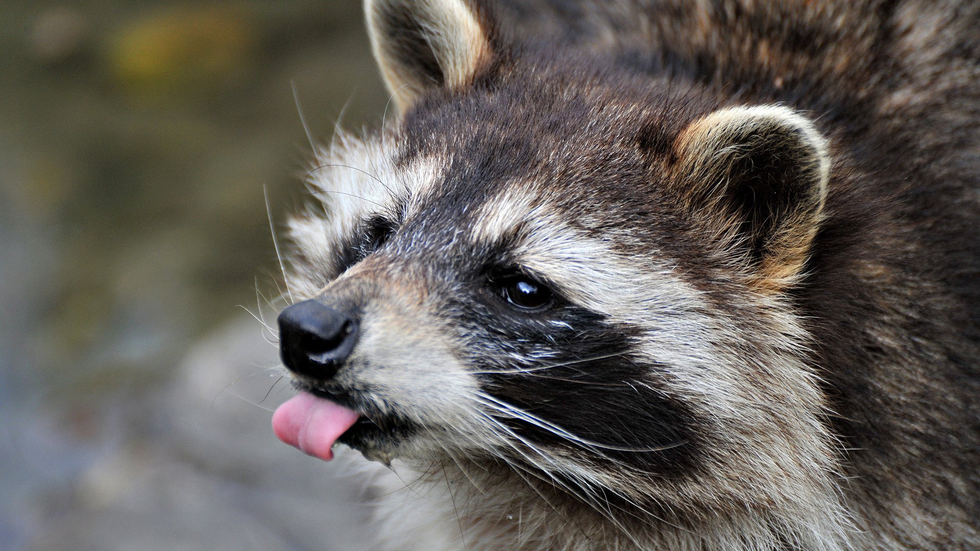 pink tongue cute puss raccoon look eye