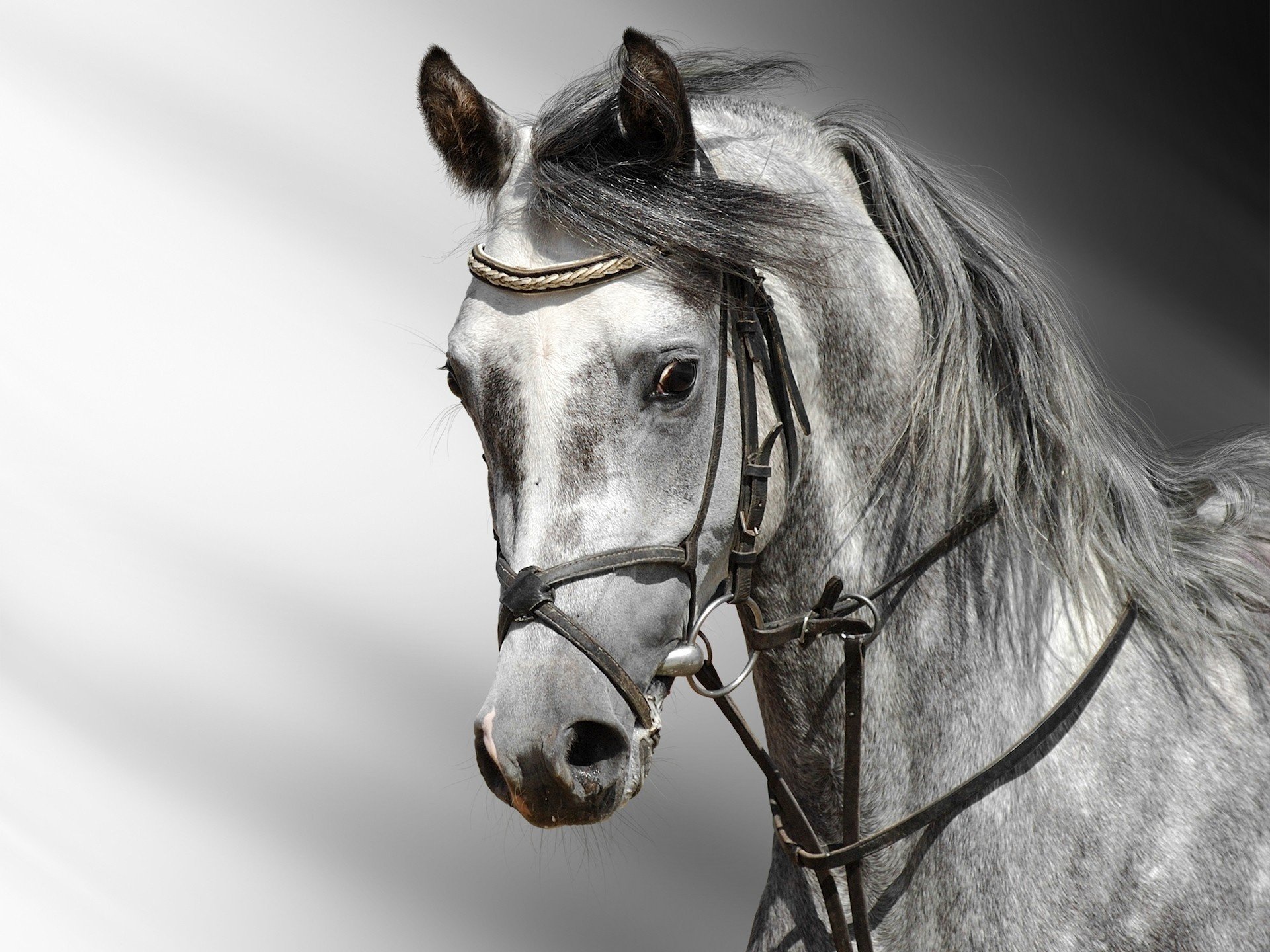 horse handsome long mane mediocrity ungulates look eyes black and white grey