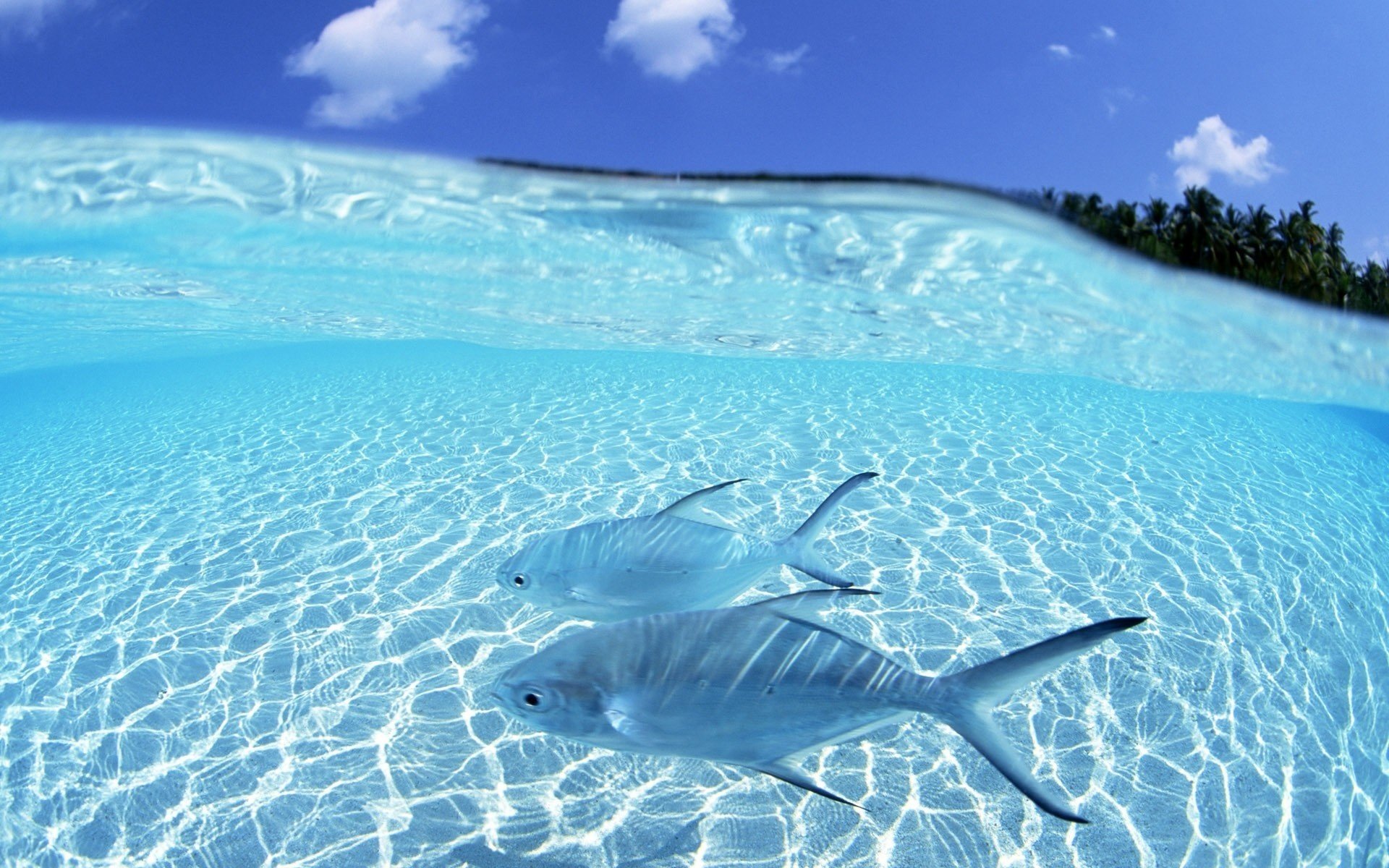 acqua luce del sole blu pesci uccelli acquatici mondo sottomarino