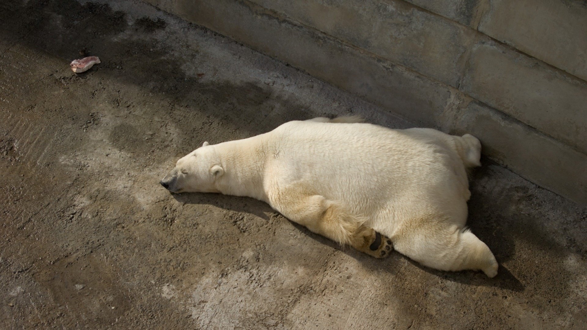 müder krümel eisbär pfoten schlaf tiere raubtiere bären