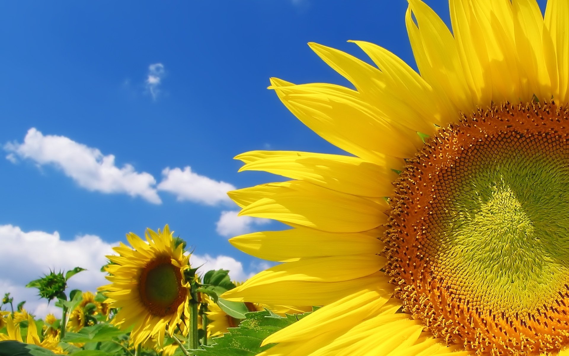 fleurs ciel soleil champ de tournesols fonds d écran hd positif jaune nuages verdure chaleur