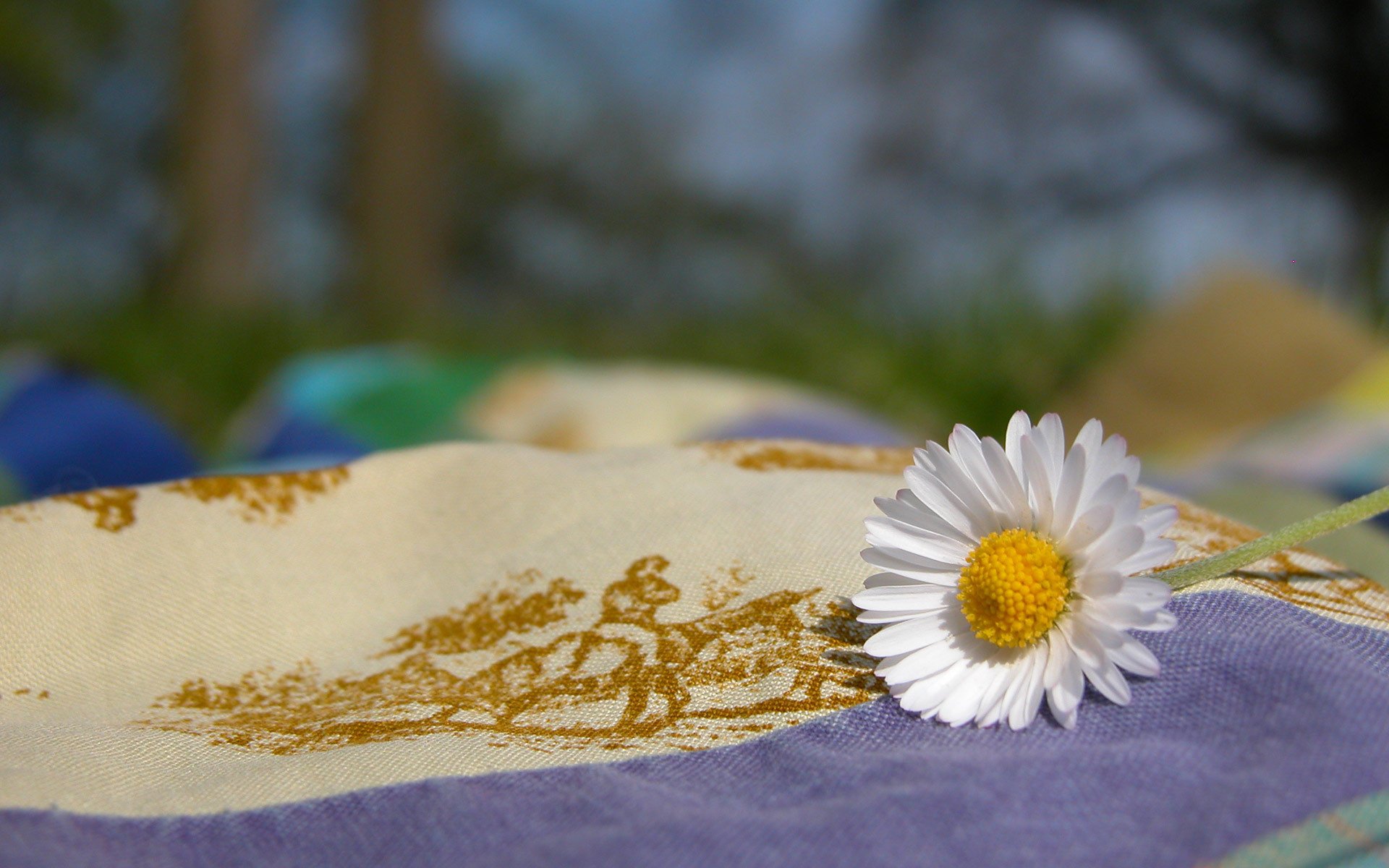 fleurs couvre-lit marguerite blanche soleil gros plan été