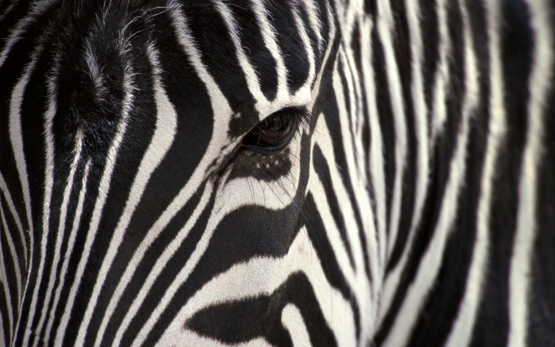 zebra horse black and white ungulates gaze eyes stripes eye white animals macro