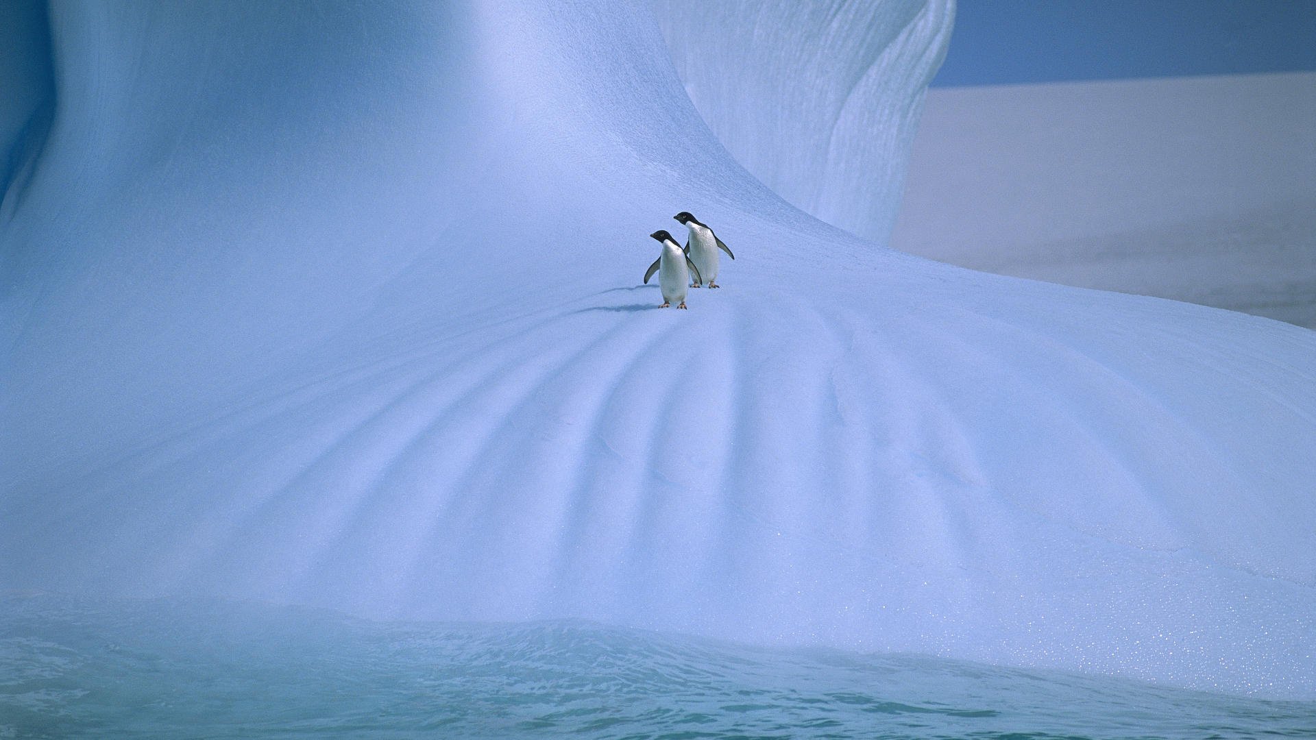 pingouins neige glace hiver